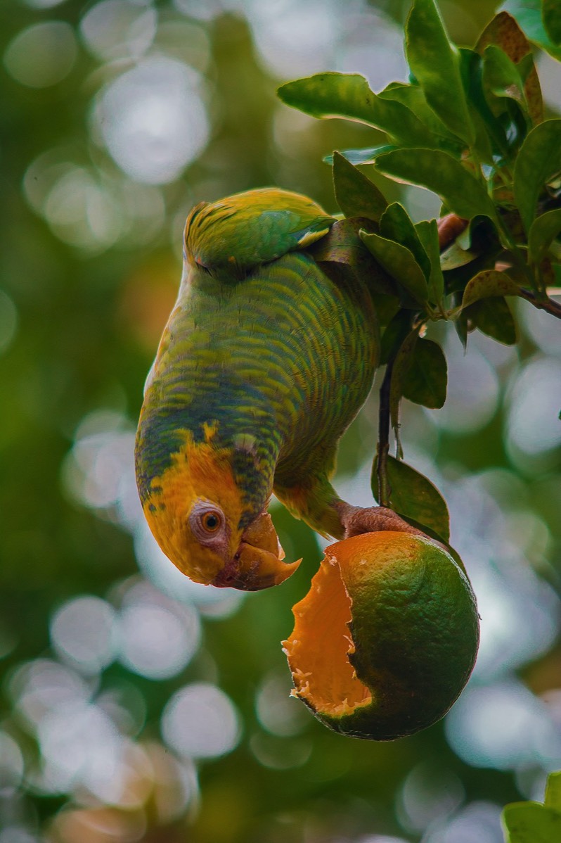 Yellow Faced Parrot